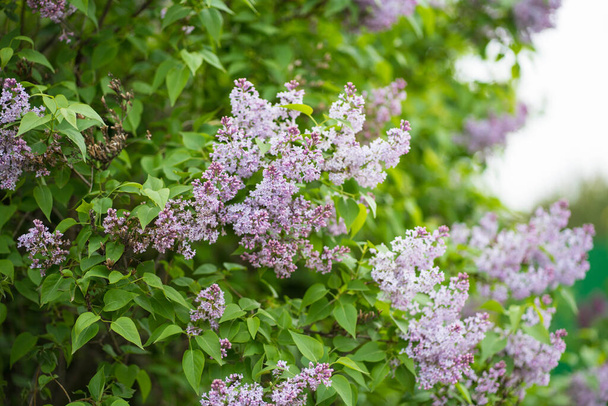 lilac branches on a green bush - Foto, Bild