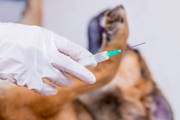 O veterinário faz uma injeção para o cão doente. Tratamento de animais
 - Foto, Imagem