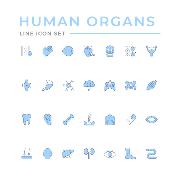 Definir ícones de linha de cor de órgãos humanos
 - Vetor, Imagem
