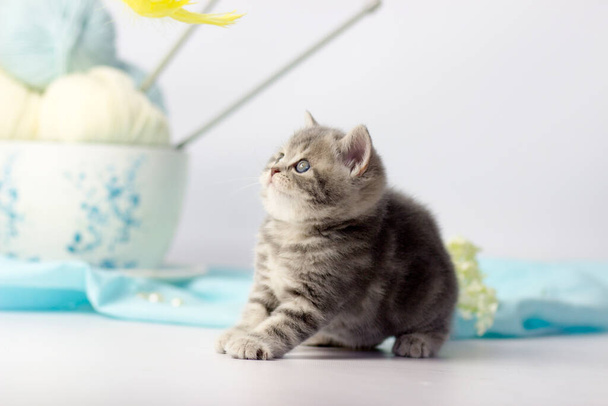 Pretty kitten playing with yarn ball on light background. - Foto, afbeelding
