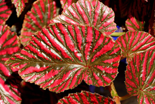 Piękne czerwone liście Begonii z Papui Nowej Gwinei - Zdjęcie, obraz