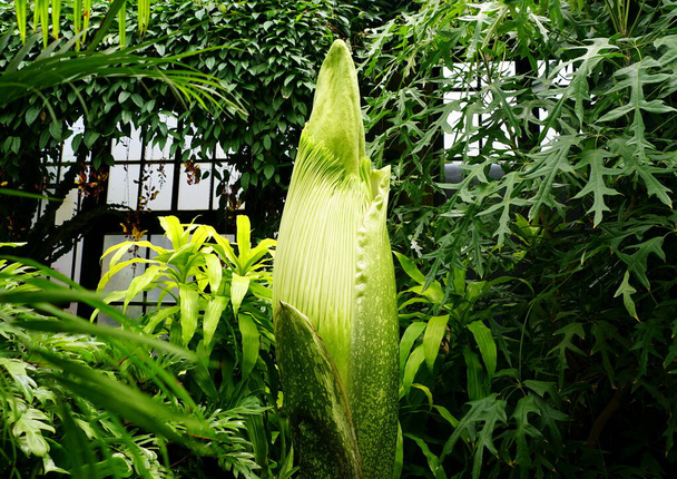 Close up de uma grande planta Titan Arum de Sumatra, Indonésia
 - Foto, Imagem