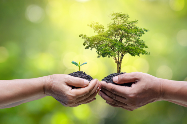 Навколишнє середовище День Землі В руках дерев вирощують розсаду. Боке зелений фон Жіноча рука тримає дерево на природному полі трава Концепція збереження лісу
 - Фото, зображення