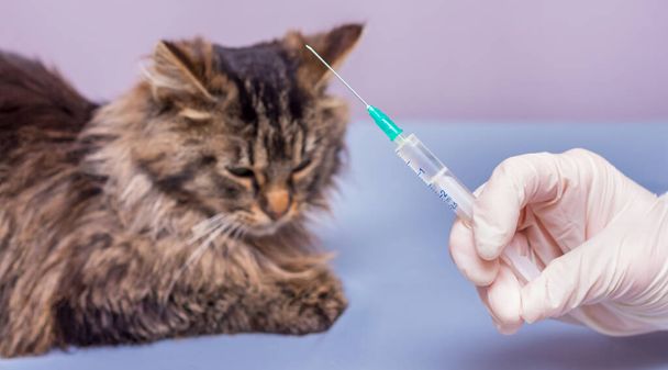 Veterinární lékař s injekční stříkačkou v ruce poblíž kočky. Imunizace domácích zvířat - Fotografie, Obrázek