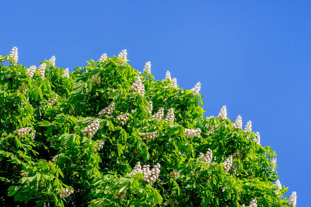 White flowers of chestnut against a background of blue sky. Copy space - 写真・画像