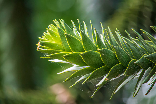 Groene naaldboom in een Engels park-Araucaria - Foto, afbeelding