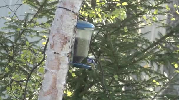 Tit titmouse come flight to house bird feeder and pecks eating seeds sunflower. - Felvétel, videó