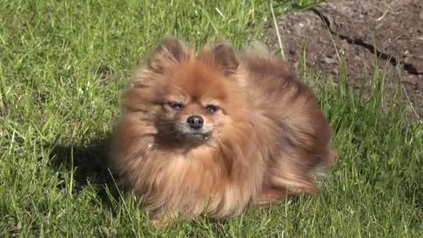 czerwony czarny mały Spitz pies leży na zielonym trawniku w lecie i spieprzyć oczy - Materiał filmowy, wideo