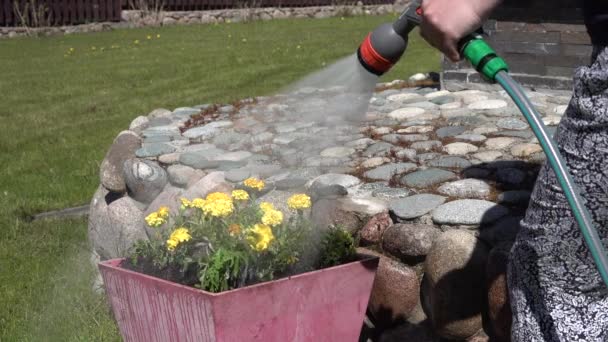 watering marigold flowers from a hose with a watering can. - Footage, Video