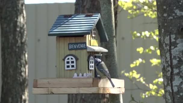 Tit titmouse come flight to house bird feeder and pecks eating seeds sunflower. - Záběry, video