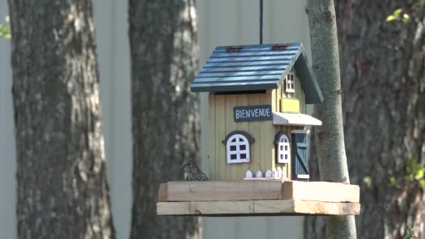 pacsirta madár repül a ház madáretető és csipegető eszik magokat napraforgó. - Felvétel, videó