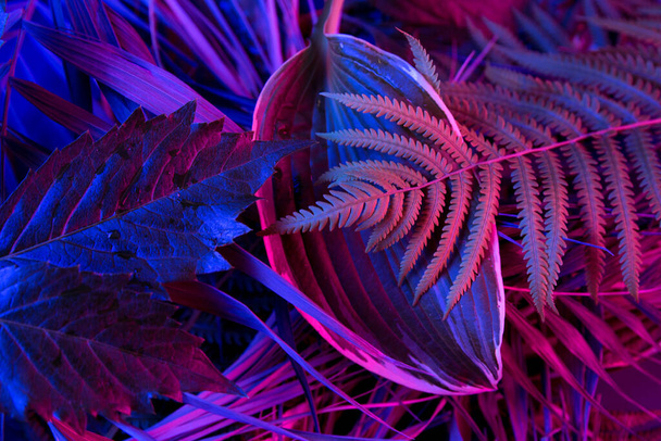 Tropical leaf forest glow in the black light background. High contrast. - Photo, Image