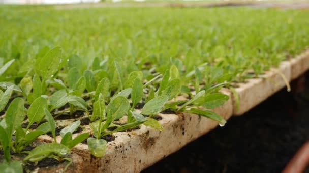 Germogliato giovani piantine di spinaci in una serra. Tema fattoria. Piantine di ortaggi su scala industriale - Filmati, video