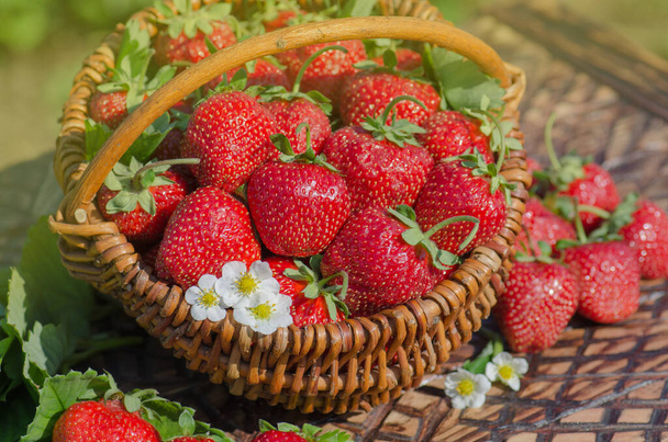 Zebrane truskawki w ogrodzie jagodowym. Zbieranie dojrzałych truskawek w wiklinowym koszu - Zdjęcie, obraz