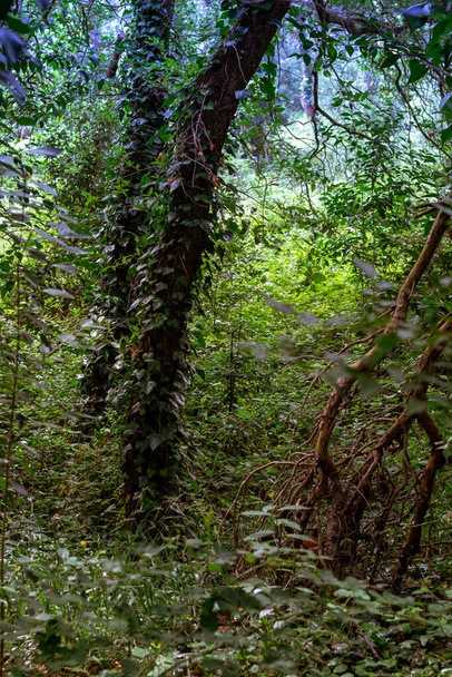 зеленый лес, природный фон - Фото, изображение
