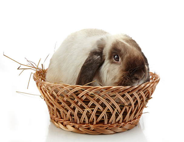 rabbit in a basket - Foto, afbeelding