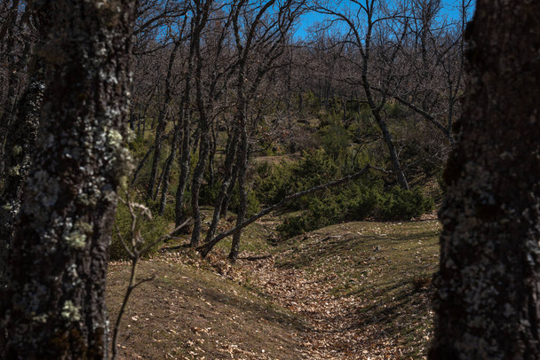 Meztelen fák egy hegyi erdőben télen, Rascafria, Madrid, Spanyolország - Fotó, kép