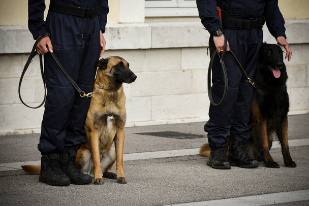 policista pes v demonstraci tréninku se svým psí trenér - Fotografie, Obrázek