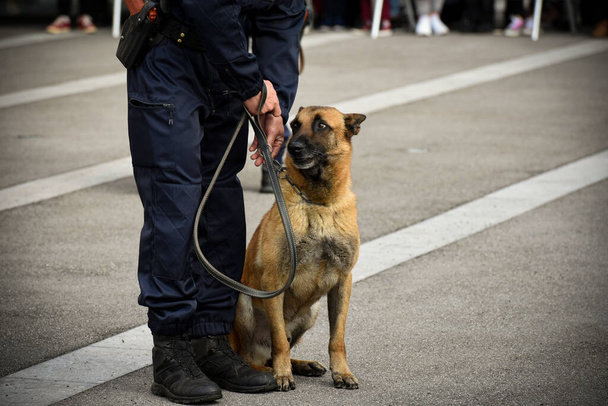 policeman dog in demonstration of training with his dog trainer - Foto, imagen