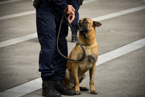 policeman dog in demonstration of training with his dog trainer - Foto, Bild