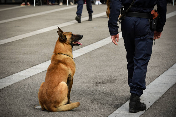 αστυνομικός σκύλος σε επίδειξη της κατάρτισης με τον εκπαιδευτή σκυλιών του - Φωτογραφία, εικόνα