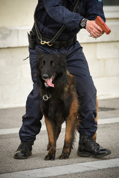 犬のトレーナーと訓練のデモンストレーションをする警察犬 - 写真・画像