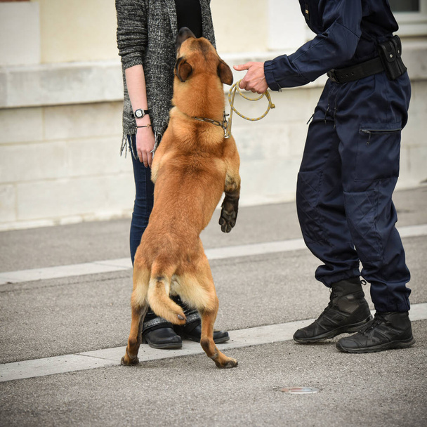 politiehond in demonstratie van training met zijn hondentrainer - Foto, afbeelding