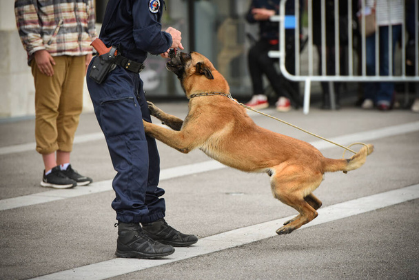 policial cão em demonstração de treinamento com seu cão treinador
 - Foto, Imagem