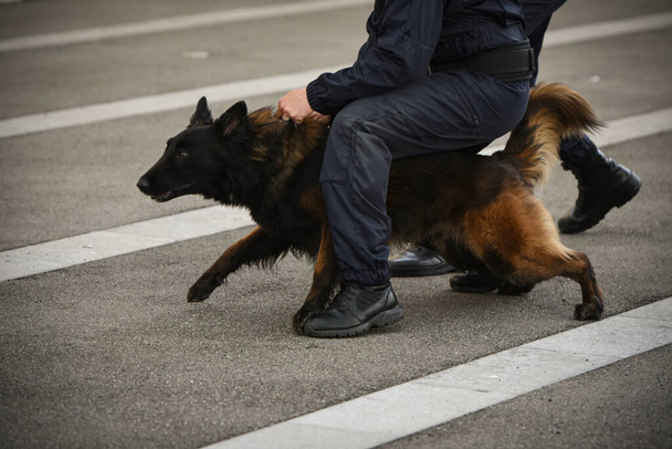 Polizeihund bei Vorführung des Trainings mit seinem Hundetrainer - Foto, Bild