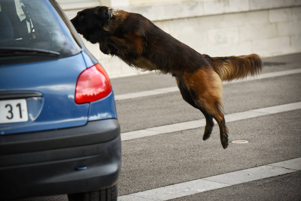 Собака полицейского в демонстрации тренировки со своим собачьим тренером
 - Фото, изображение