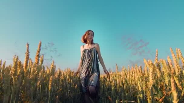 Γυναίκα περπατά σε ένα χωράφι με χρυσό σιτάρι στο ηλιοβασίλεμα κοιτάζοντας την κάμερα. Μια γυναίκα χαμογελά και αγγίζει το σιτάρι με τα χέρια της. - Πλάνα, βίντεο
