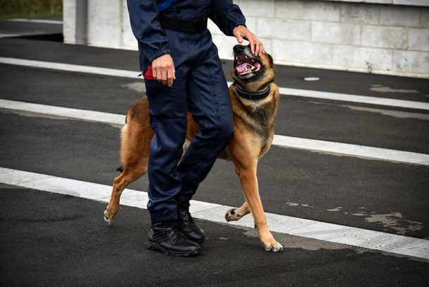 policeman dog in demonstration of training with his dog trainer - Фото, зображення