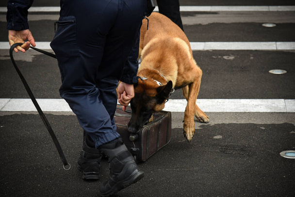policía perro en demostración de entrenamiento con su perro entrenador
 - Foto, Imagen