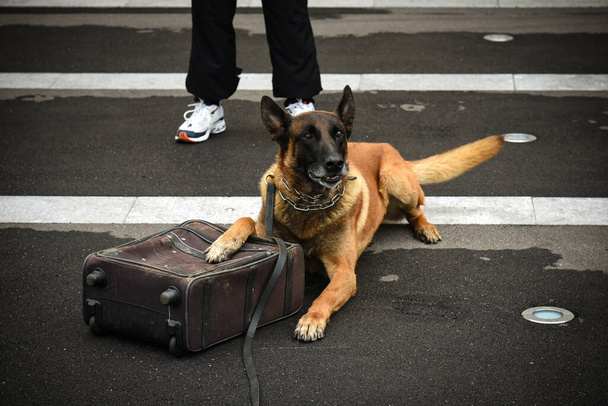 犬のトレーナーと訓練のデモンストレーションをする警察犬 - 写真・画像