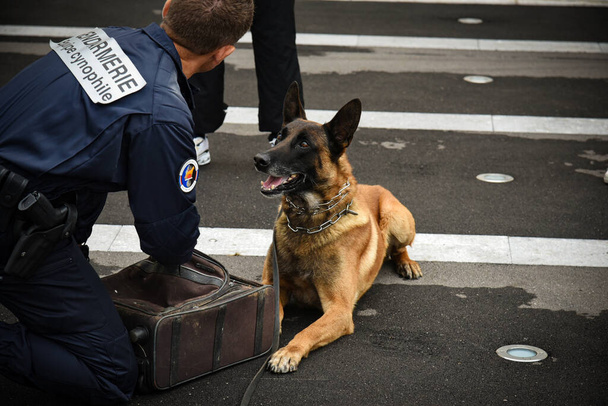 policeman dog in demonstration of training with his dog trainer - Zdjęcie, obraz