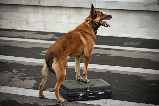 policeman dog in demonstration of training with his dog trainer - Fotó, kép