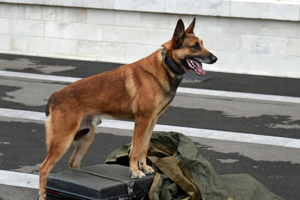 politiehond in demonstratie van training met zijn hondentrainer - Foto, afbeelding