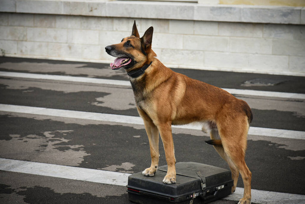 pies policjant w demonstracji szkolenia ze swoim trenerem psów - Zdjęcie, obraz