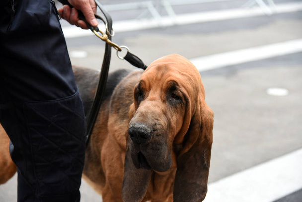 policista pes v demonstraci tréninku se svým psí trenér - Fotografie, Obrázek