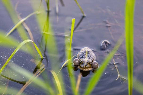 Зелена жаба плаває у воді в болоті. Кричить голосно, дме бульбашки. Ігри на залицяннях. Природа і фауна влітку
. - Фото, зображення
