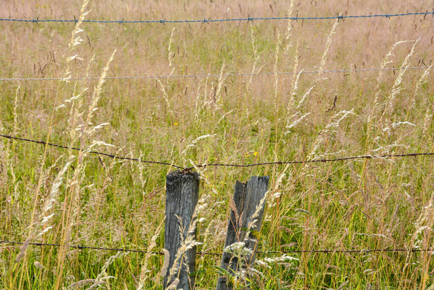 Velho arame farpado enferrujado com postes de madeira na natureza na frente de um grande prado
 - Foto, Imagem
