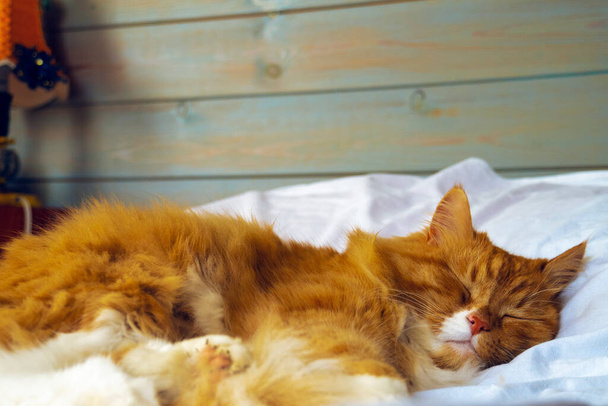 czerwony kot śpi pod drewnianą niebieską ścianą - Zdjęcie, obraz