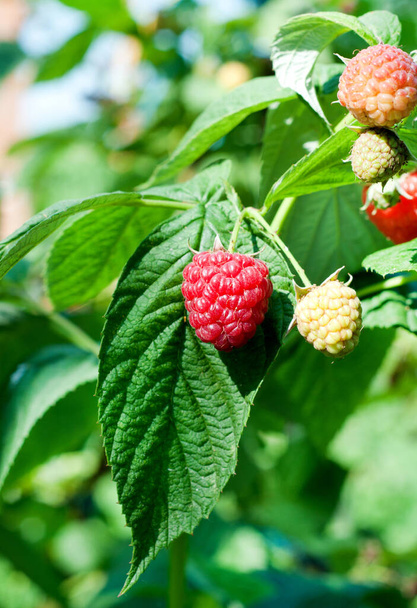 Red ripe raspberries in the orchard. Raspberry bushes with ripe berries with green leaves. - Фото, зображення