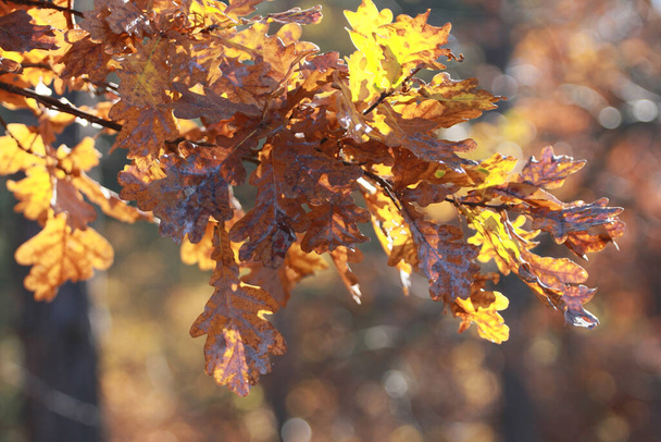 жовте дубове листя на розмитому фоні в лісі, освітлене сонцем, горизонтальний формат
 - Фото, зображення