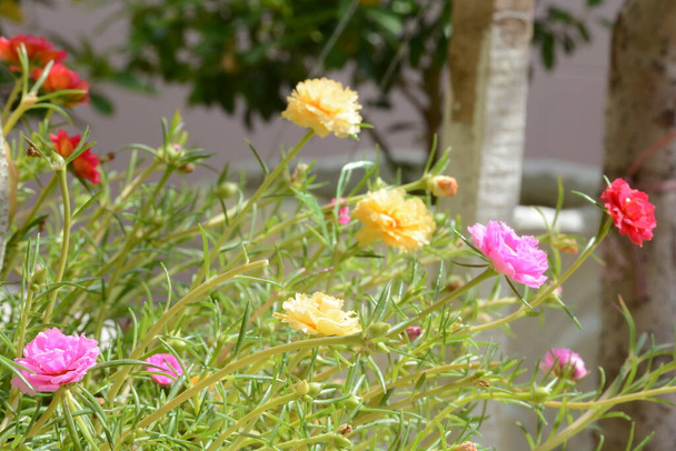 Portulaca grandiflora es una planta suculenta con flores
 - Foto, Imagen