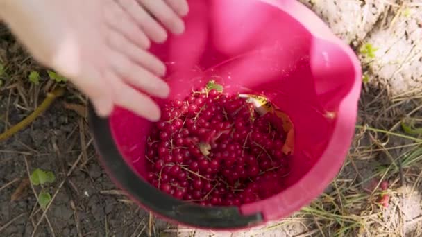 Close-up do balde com uma colheita de groselhas vermelhas orgânicas maduras
. - Filmagem, Vídeo