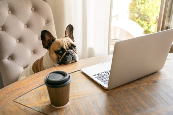 Ranskalainen bulldog istuu tuolilla ja katselee väsynyt kameran työskentelyn aikana kannettavan tietokoneen mitä pysyä pöydällä kahvikupin. - Valokuva, kuva