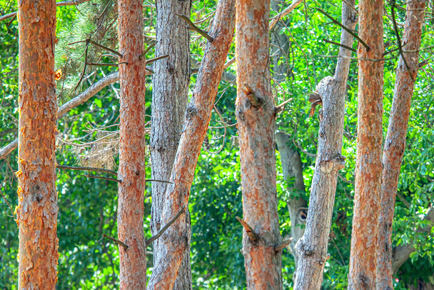 Çam ağacı gövdeleri. Kozalaklı orman.  - Fotoğraf, Görsel