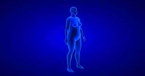 Perte de poids - transformation du corps - thème féminin. Analyse 3D du corps d'anatomie humaine bleue - Séquence, vidéo