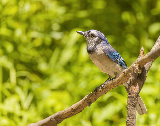A beautiful blue jay perched on a tree limb.  - Photo, Image
